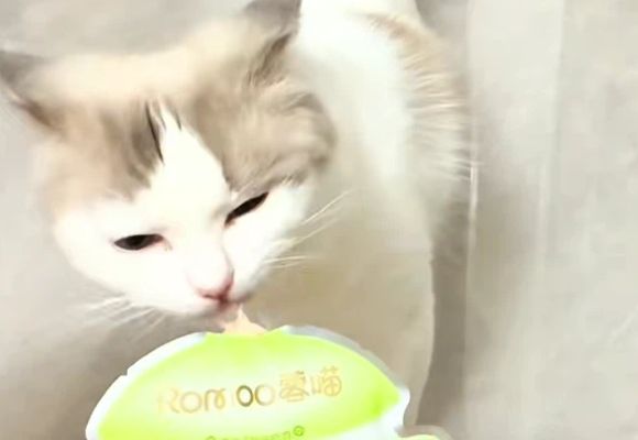 猫主食推荐！蓉喵Romoo小鲜炖不止好吃，更关爱泌尿健康！