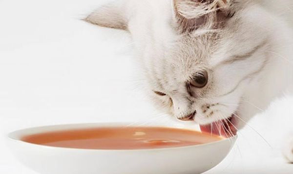 猫咪主食浓汤推荐：虎几0添加，给猫的健康盛宴