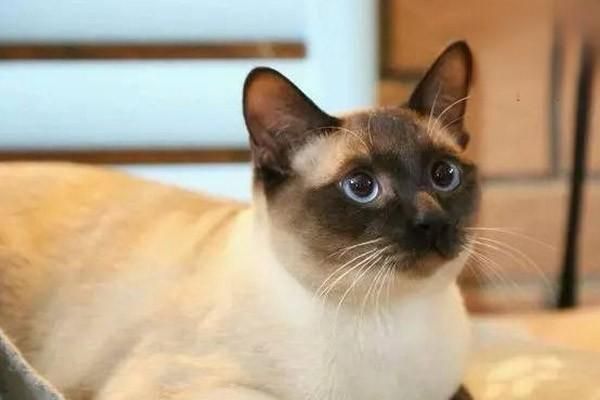 猫咪主食篇猫罐头