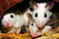 农村第一书记教你仓鼠日常护理与喂养