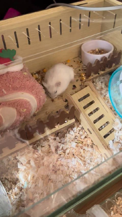 看看我的小仓鼠