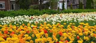 【好旅知时节】加拿大蒙特利尔周边（五月）