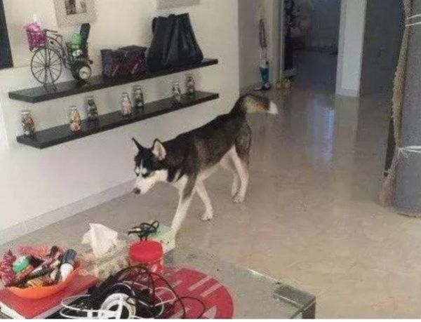 狗狗进了宠物店,对着店里的小仓鼠流口水,被老板看到后尴尬了