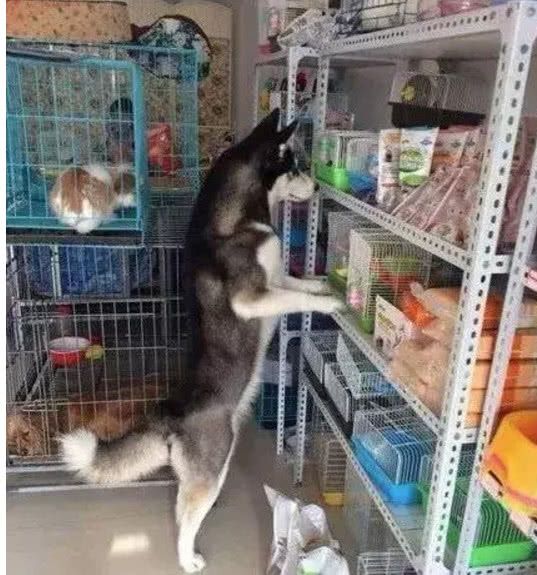狗狗进了宠物店,对着店里的小仓鼠流口水,被老板看到后尴尬了