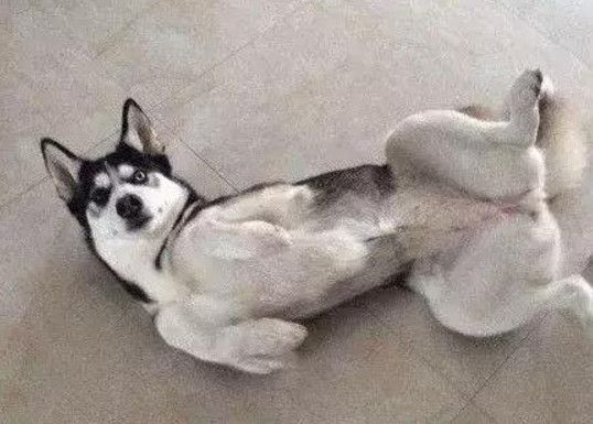 狗狗进了宠物店,对着店里的小仓鼠流口水,被老板看到后尴尬了