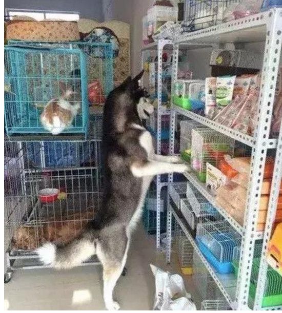 狗狗进了宠物店,对着店里的小仓鼠流口水,被老板看到后尴尬了