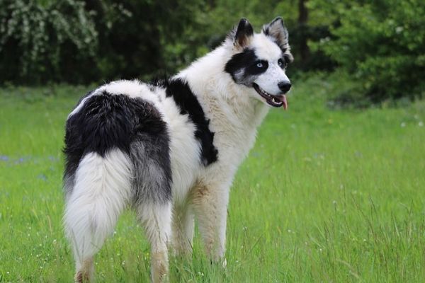 狗狗耳朵发臭全网最全深度解析：成因、科技监测、科学护理指南 3