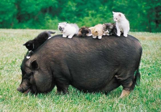 好猪不过百, 体型小巧的越南大肚猪