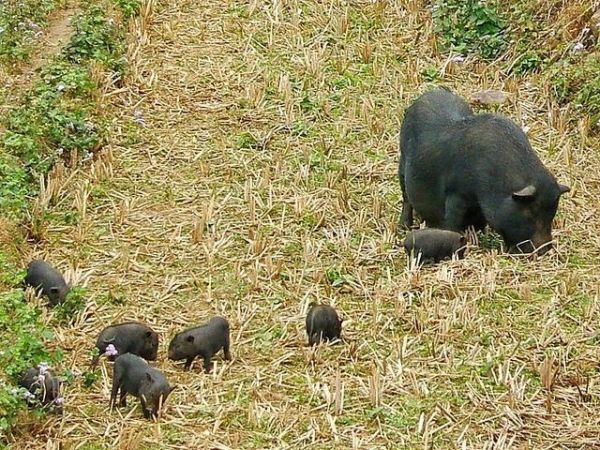 好猪不过百, 体型小巧的越南大肚猪