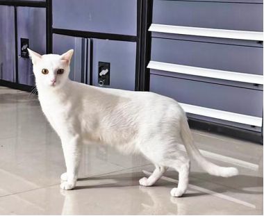 ▲ 茜茜走失的小猫“屁屁”