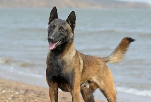 马犬的品种详细介绍~