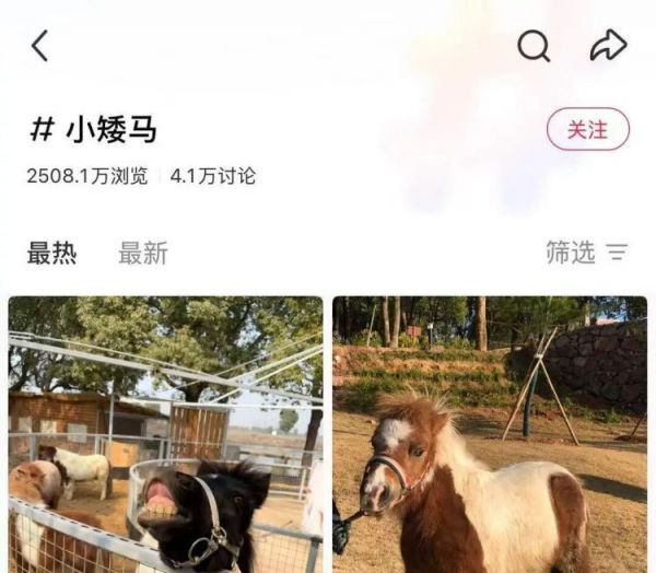 “马年养马”成热潮!网红小矮马成新晋萌宠,有卖家称“一天能卖出二三十匹”
