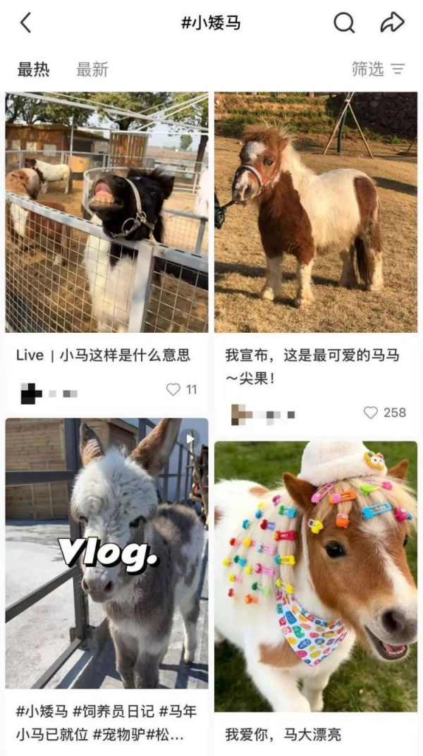 “马年养马”成热潮!网红小矮马成新晋萌宠,有卖家称“一天能卖出二三十匹”