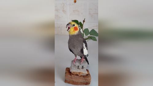 成精的小动物们