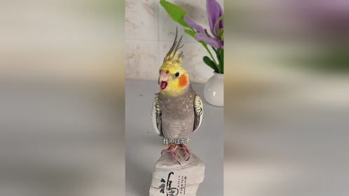 神奇动物在抖音