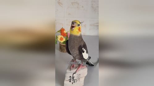 我家那只成精的萌宠