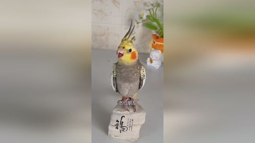 神奇动物在抖音