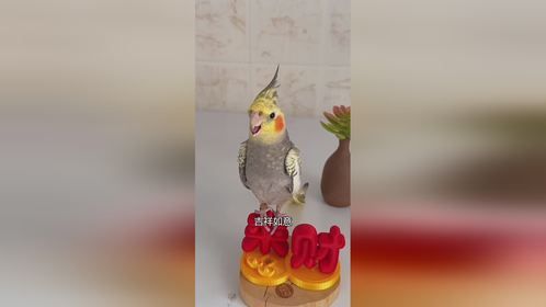 难得一见的萌宠