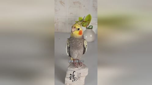 奇妙的动物，神奇动物在抖音