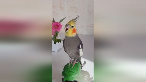 神奇动物在抖音