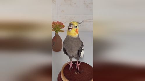 神奇动物在抖音