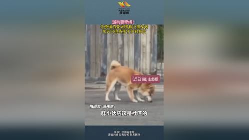 遛狗要牵绳！ 未牵绳的柴犬围着小朋友转 家长只得将孩子护到身后