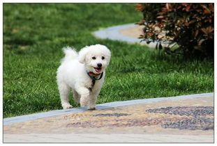 普通人养宠物狗怎么养的