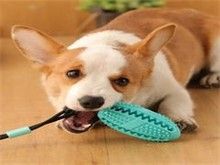 昆明宠物猫饰品 昆明宠物食品与用品服务 安全放心