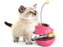 昆明宠物猫饰品 昆明宠物食品与用品服务 方便快捷