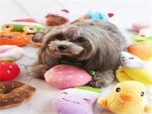 昆明宠物猫饰品 昆明宠物食品与用品服务 优质优价