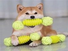 昆明宠物猫饰品 昆明宠物食品与用品 贴心呵护