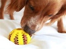 昆明宠物猫饰品 昆明宠物食品与用品 专业服务