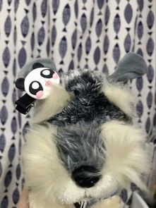 宠物猫小饰品怎么做的啊