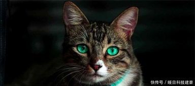 给宠物猫做饰品怎么做的