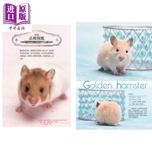 【中商原版】仓鼠完全饲养手册：快来认识你的小伙伴！ 港台原版 大野瑞絵 台湾东贩 宠物 商品图1
