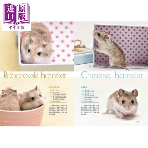 【中商原版】仓鼠完全饲养手册：快来认识你的小伙伴！ 港台原版 大野瑞絵 台湾东贩 宠物 商品图2