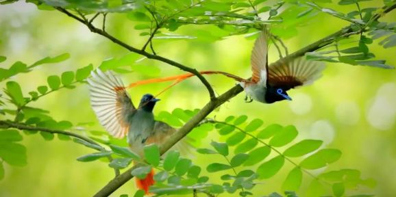 寿带鸟是一种什么样的鸟？科普来啦