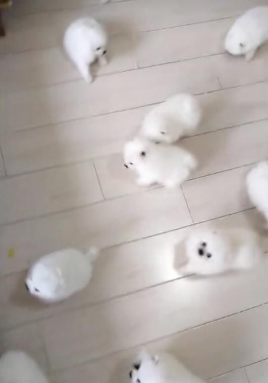 博美孕狗营养食谱，养出健康小宝宝！