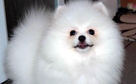 博美孕狗营养食谱，养出健康小宝宝！