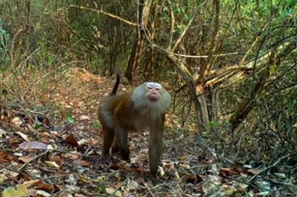 豚尾猕猴是什么动物?为何在中国是“牢底坐穿猴”,在泰国却要打工