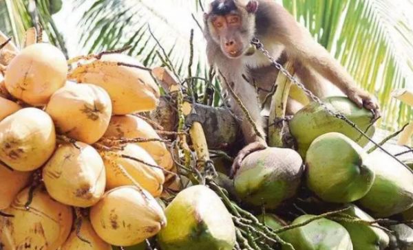 豚尾猕猴是什么动物?为何在中国是“牢底坐穿猴”,在泰国却要打工