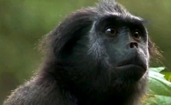 一篇关于豚尾叶猴的科普,快来看看吧~