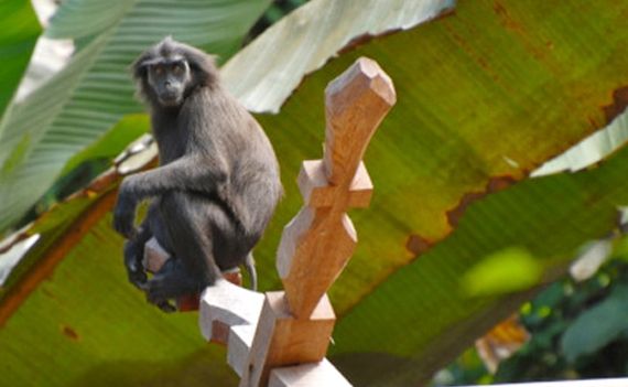 一篇关于豚尾叶猴的科普,快来看看吧~