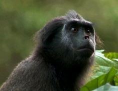 猪尾巴、朝天鼻——相貌奇特的豚尾叶猴