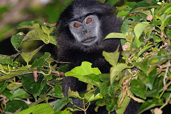 猪尾巴、朝天鼻——相貌奇特的豚尾叶猴