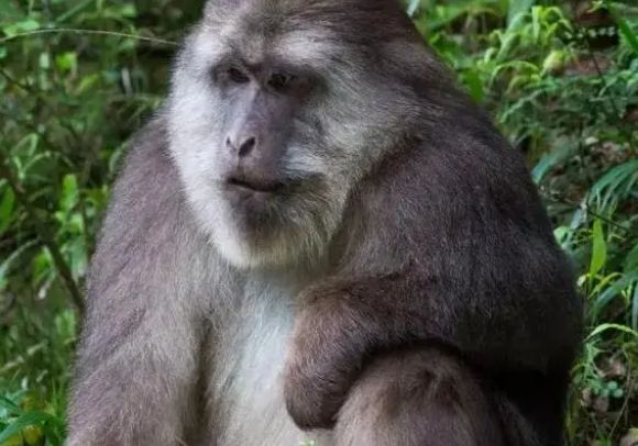 世界名猴-豚尾猕猴