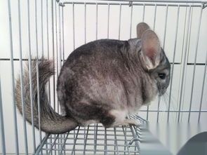 宠物龙猫价格大揭秘？国内宠物龙猫市场价格指南