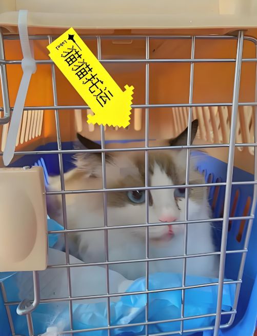 秦皇岛 托运活体运输上门接宠