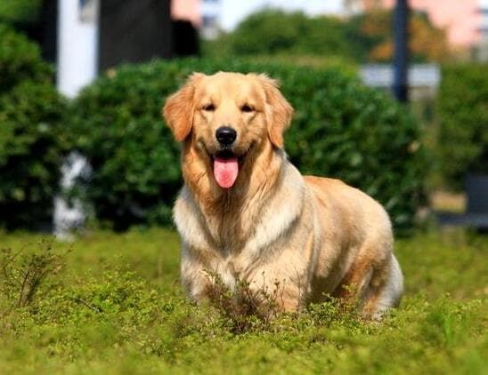 活体快递寄送方法_宠物托运公司费用_寄送狗狗的快递