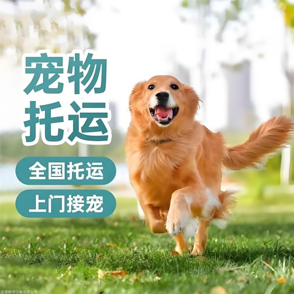 山西运城平陆猫咪宠物托运宠物活体运输直达各个城市